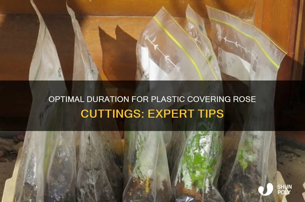 how long to keep plastic over rose cuttings