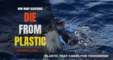 Albatross Deaths: Plastic's Deadly Toll