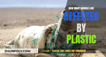 Plastic Pollution: Animals in Danger