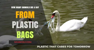 Daily Plastic Bag Toll: How Many Animals Suffer and Die?