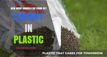 Plastic's Deadly Trap: The Shocking Toll on Wildlife