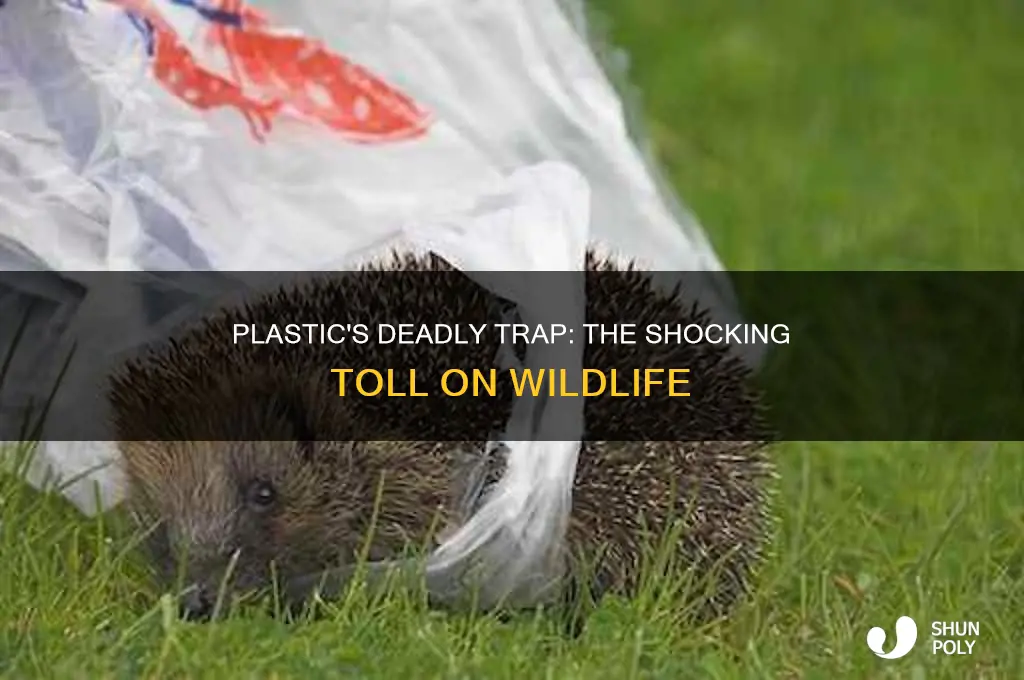 how many animals die from get cought in plastic
