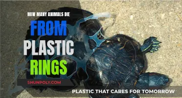 Plastic Rings: Death Traps for Animals