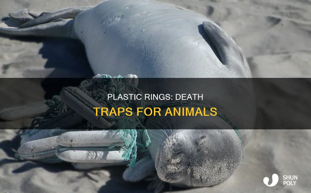 how many animals die from plastic rings