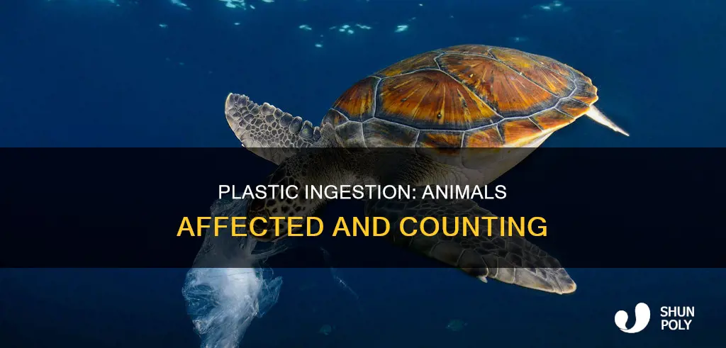 how many animals have ingested plastic
