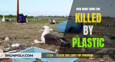 Plastic Pollution: A Bird Killer