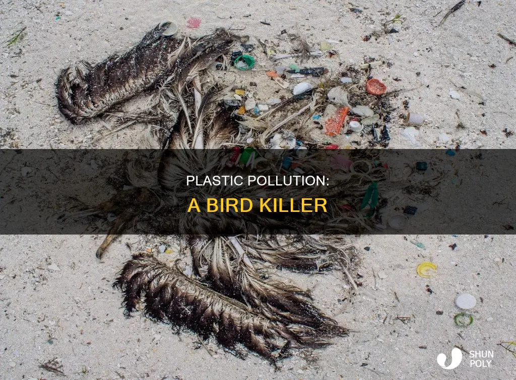 how many birds are killed by plastic