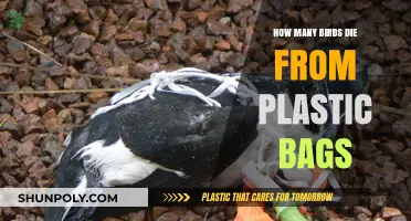 Plastic Bags' Deadly Impact: Bird Fatalities and Environmental Consequences