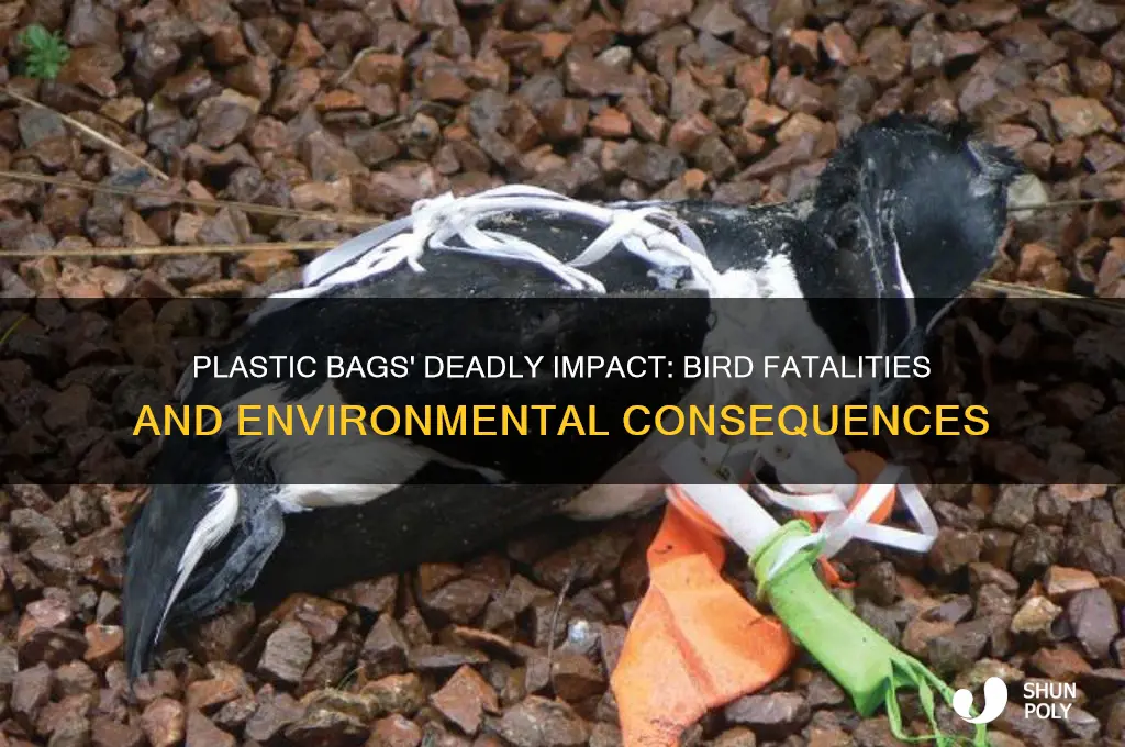 how many birds die from plastic bags