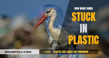 The Dark Side of Plastic: Birds Trapped