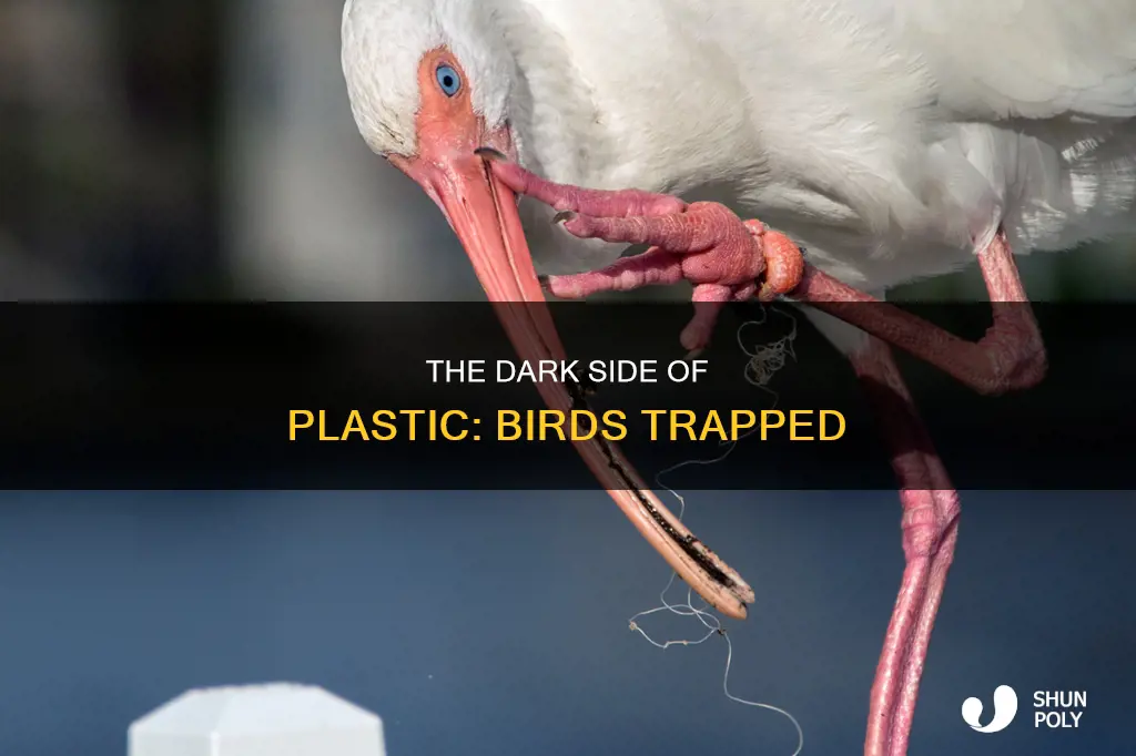 how many birds stuck in plastic