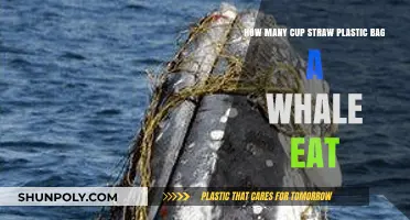 Whales' Deadly Diet: Plastic Bags, Straws, and Cups Consumed