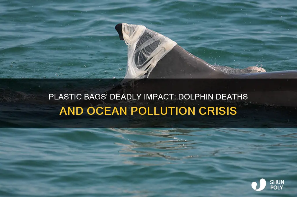 how many dolphins die from plastic bags