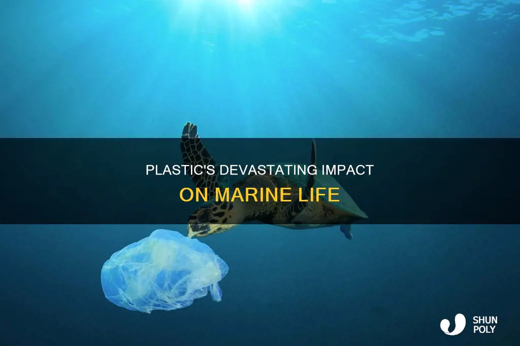 how many marine animals die form plastic