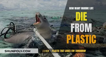 Plastic Pollution: A Marine Life Killer