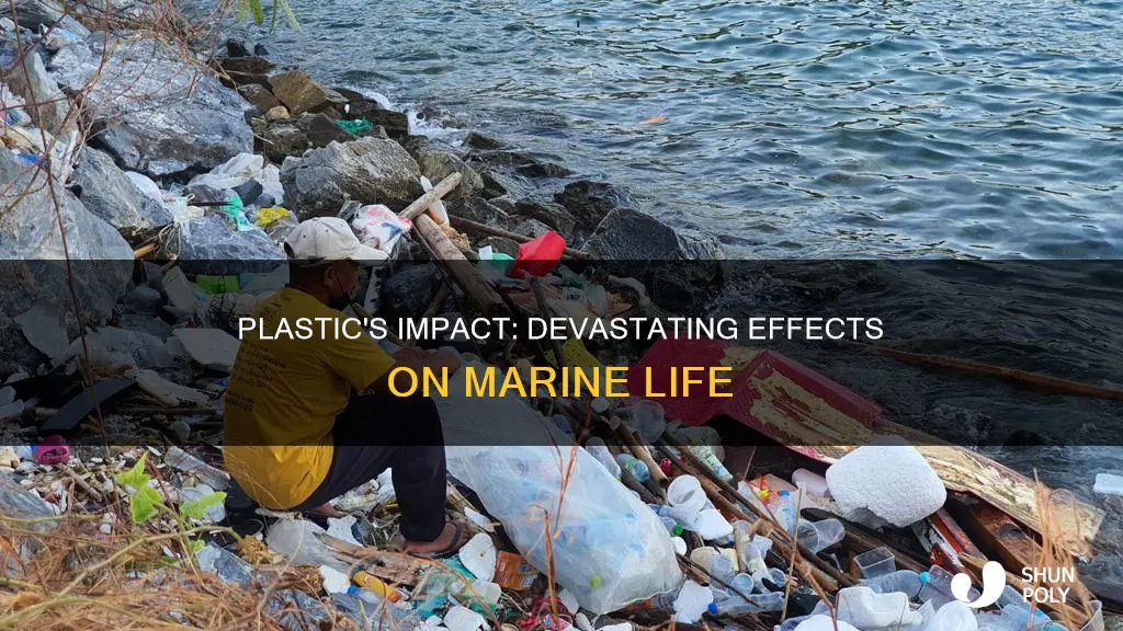 how many organisms affected by plastic