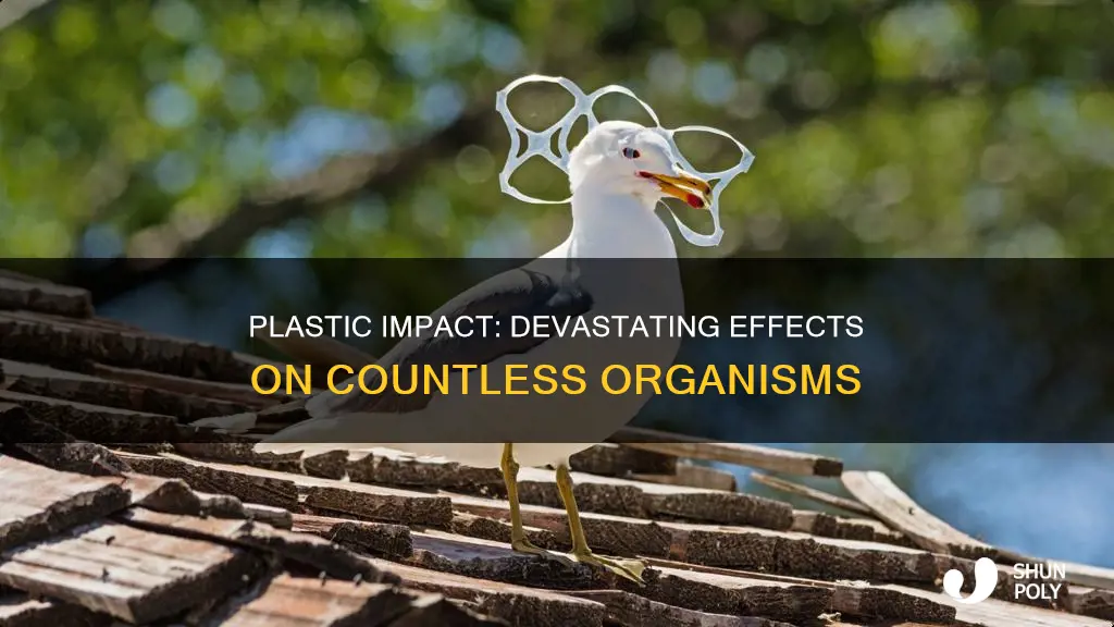 how many orgnanims affected by plastic