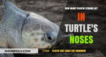 Plastic Straws in Turtle Noses: A Shocking Environmental Crisis