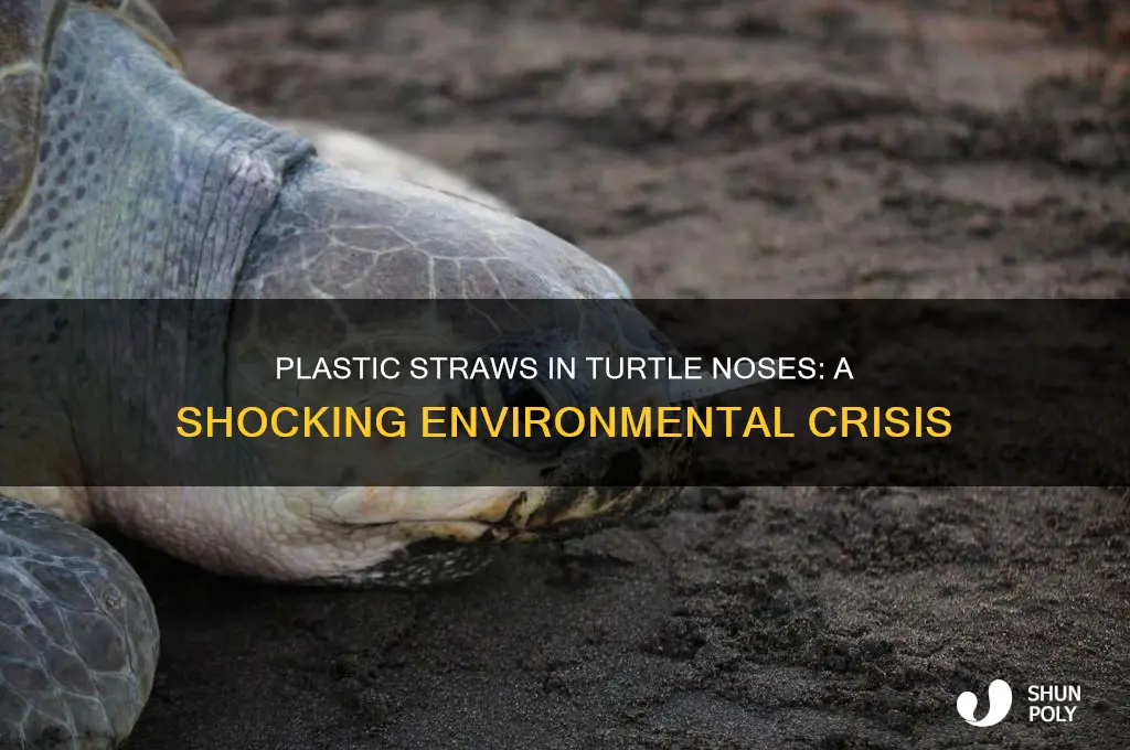 how many plastic straws get in turtle