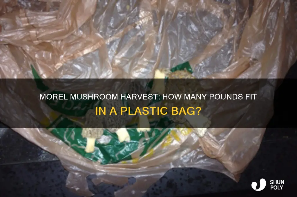 how many pounds of morels in a plastic shopping bag