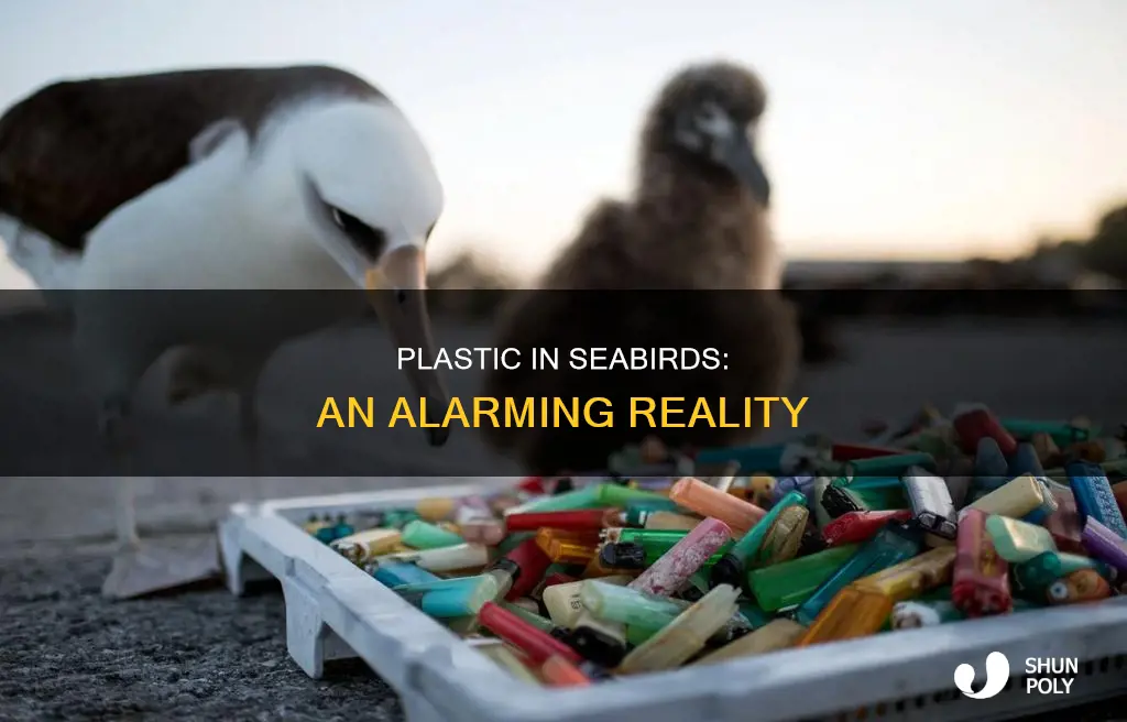 how many seabirds have plastic in them