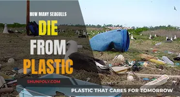 Plastic Pollution: Killing Our Seagulls
