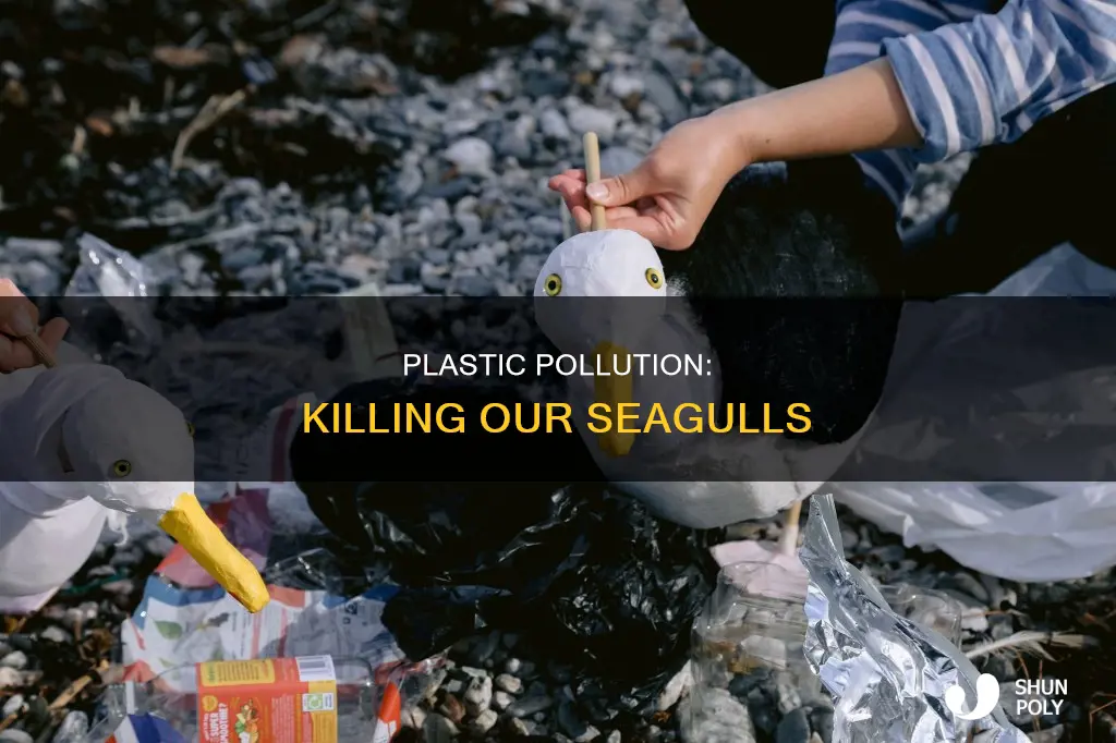 how many seagulls die from plastic