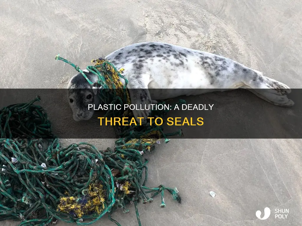 how many seals die from plastic