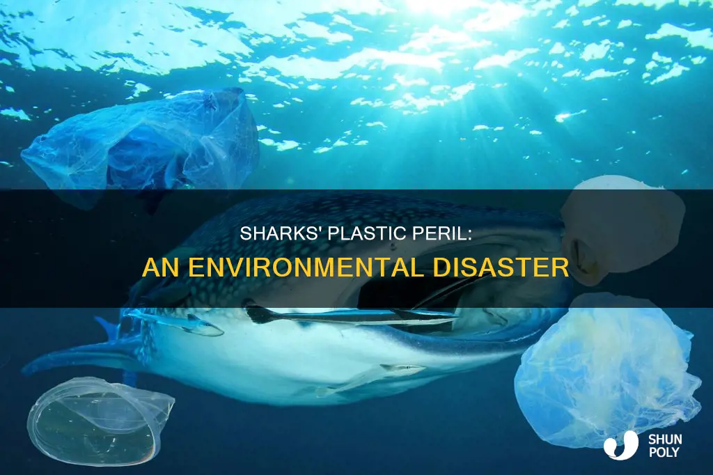 how many sharks die from plastic