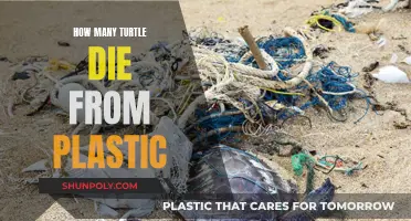 Plastic Pollution: Killing Turtles, What Can We Do?