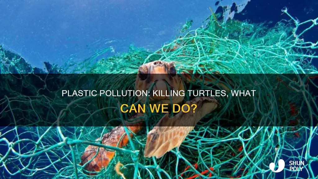 how many turtle die from plastic