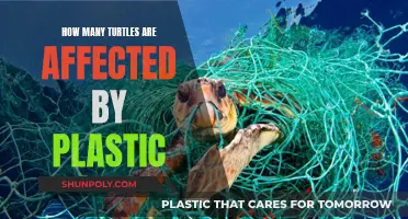 Plastic's Impact: Turtles in Danger