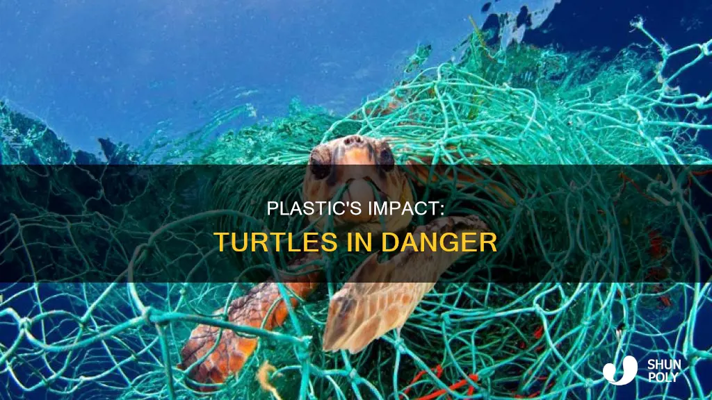 how many turtles are affected by plastic
