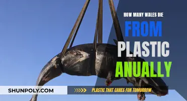 Plastic's Deadly Impact: Wales' Annual Whale Tragedy