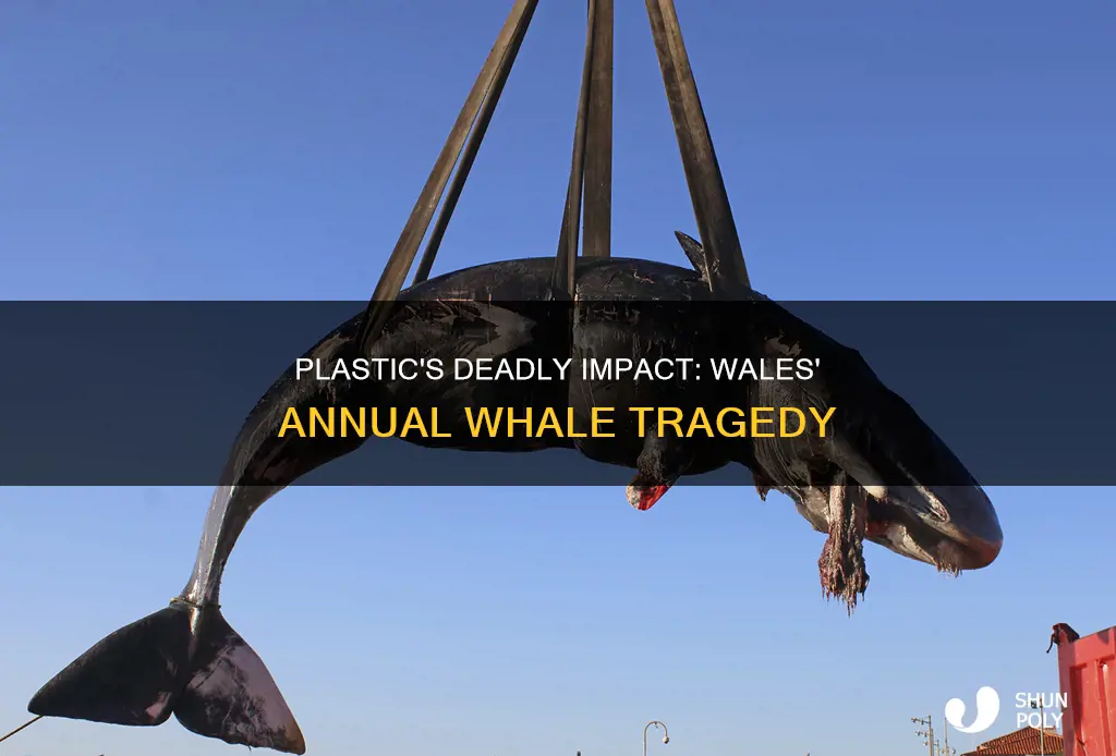 how many wales die from plastic anually