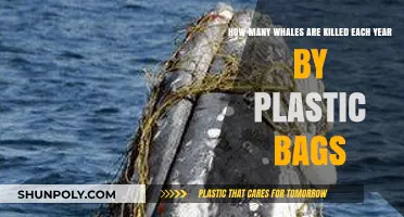 Plastic Bags' Deadly Impact: Annual Whale Deaths and Prevention Strategies