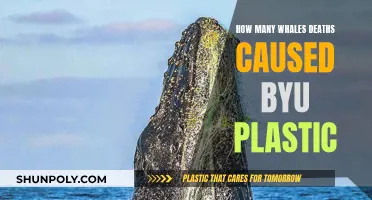 Plastic's Deadly Impact on Whales