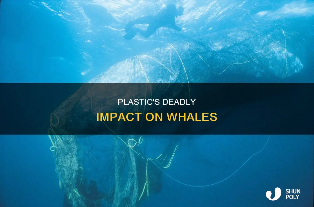 how many whales deaths caused byu plastic