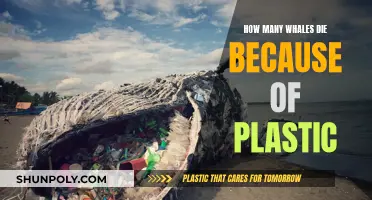 Whale Deaths: Plastic's Devastating Impact on Marine Life