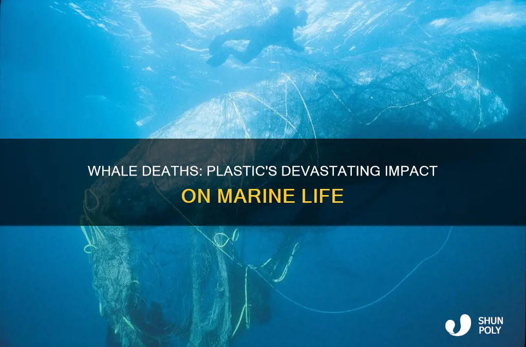 how many whales die because of plastic