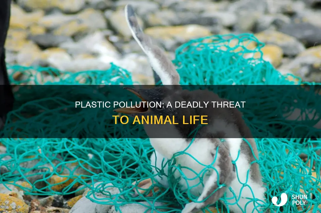 how much animals die from plastic