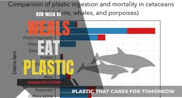 The Plastic Diet: How Much Do Whales Consume?