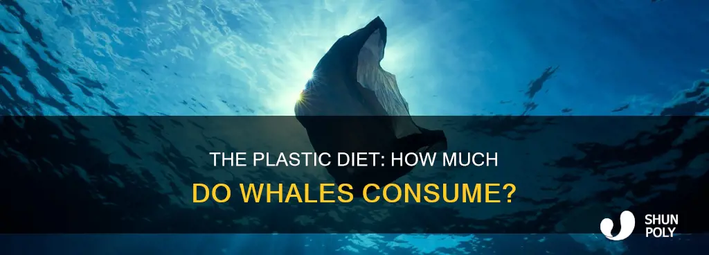 how much do weals eat plastic