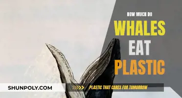 Whale's Plastic Diet: An Alarming Reality Check