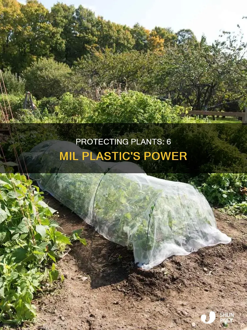 how much does 6 mil of plastic protect your plants