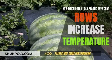 Black Plastic Effect: Temperature Increase Over Crop Rows