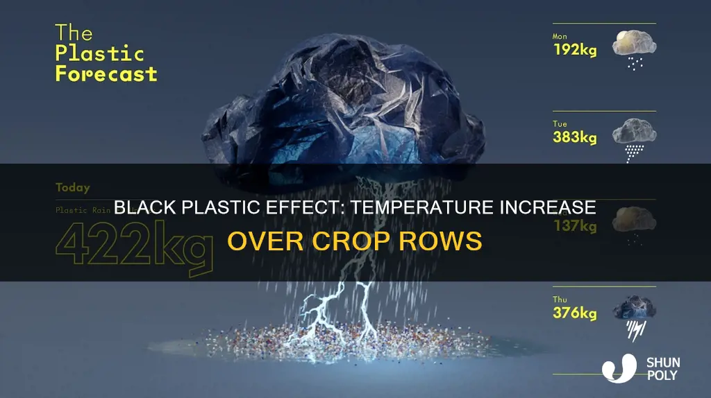 how much does black plastic over crop rows increase temperature