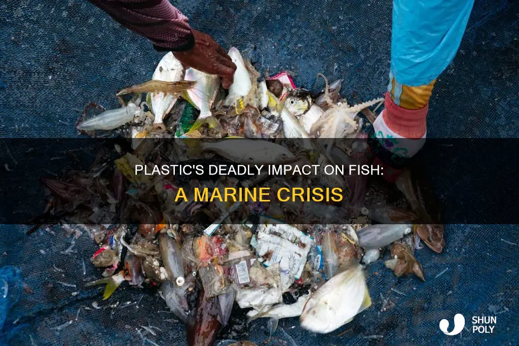 how much fish die from plastic