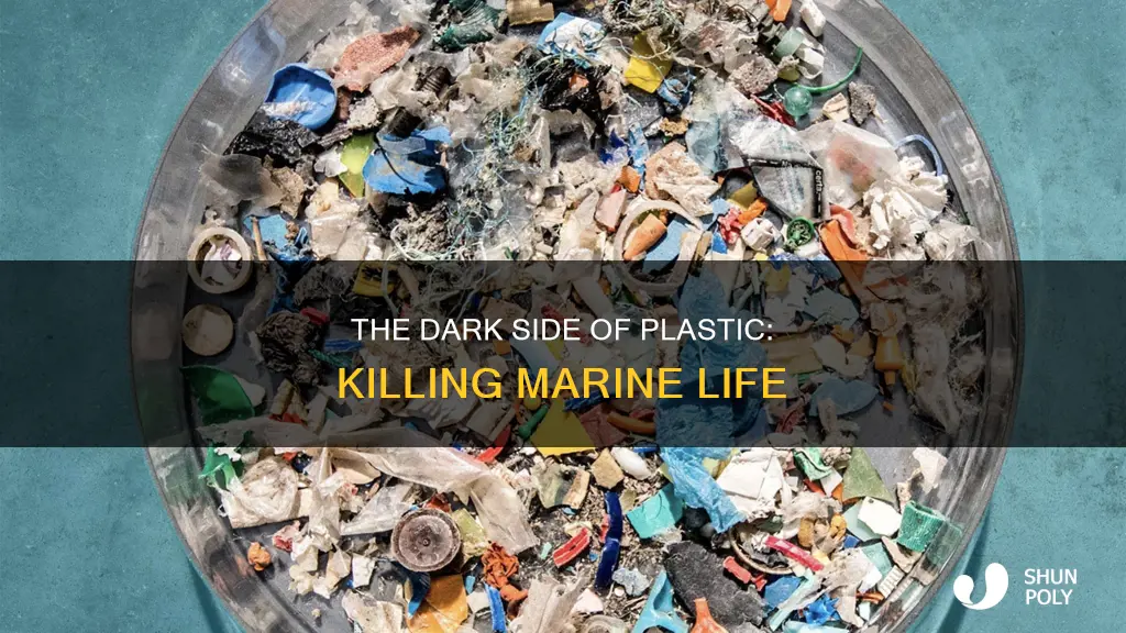 how much marine animals are killed by plastic