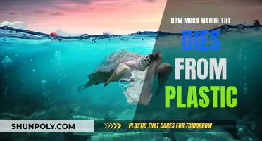 Plastic's Deadly Impact on Marine Life